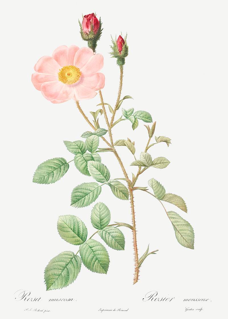 Musk Rose, also known as Sparkling Rose (Rosa moschata) from Les Roses (1817–1824) by Pierre-Joseph Redouté.…
