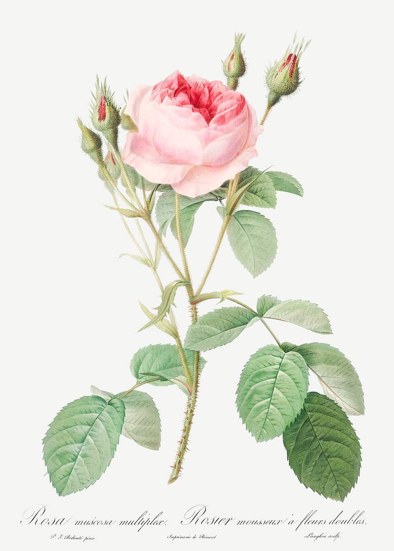 Double Moss Rose, also known as Sparkling Rosebush with Double Flowers (Rosa muscosa multiplex) from Les Roses…