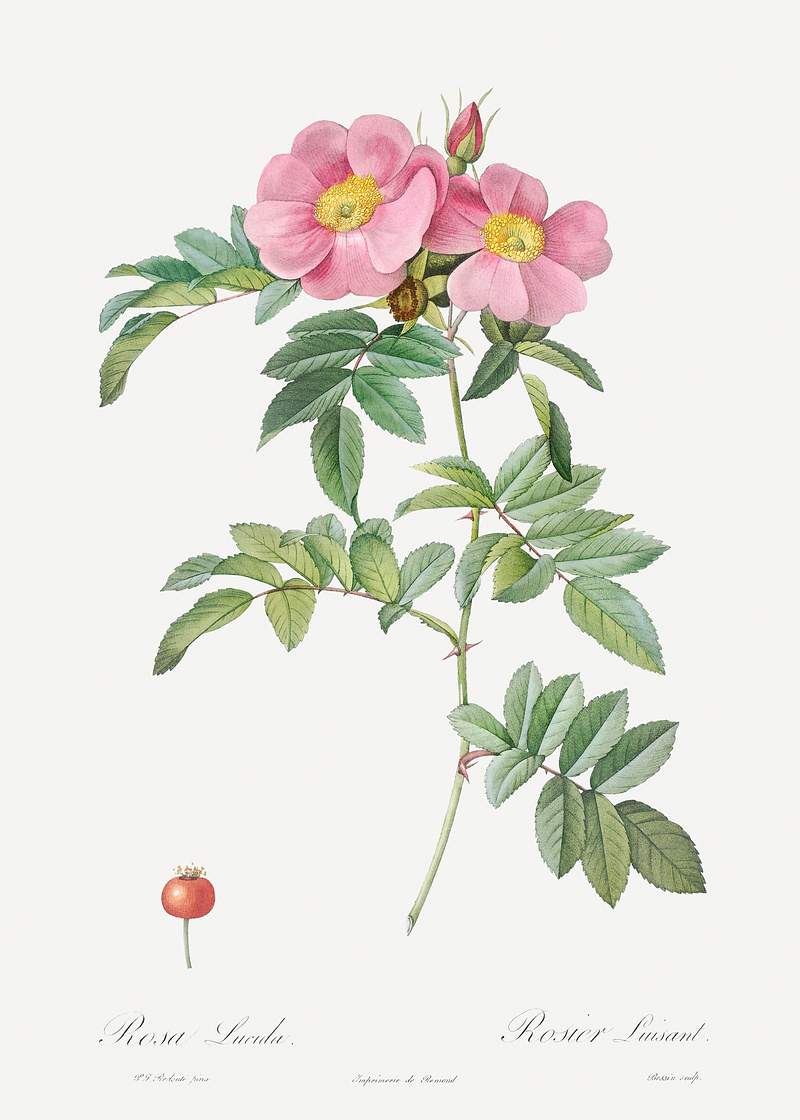 Rosa lucida, also known as Shining Rose from Les Roses (1817–1824) by Pierre-Joseph Redouté. Original from the…