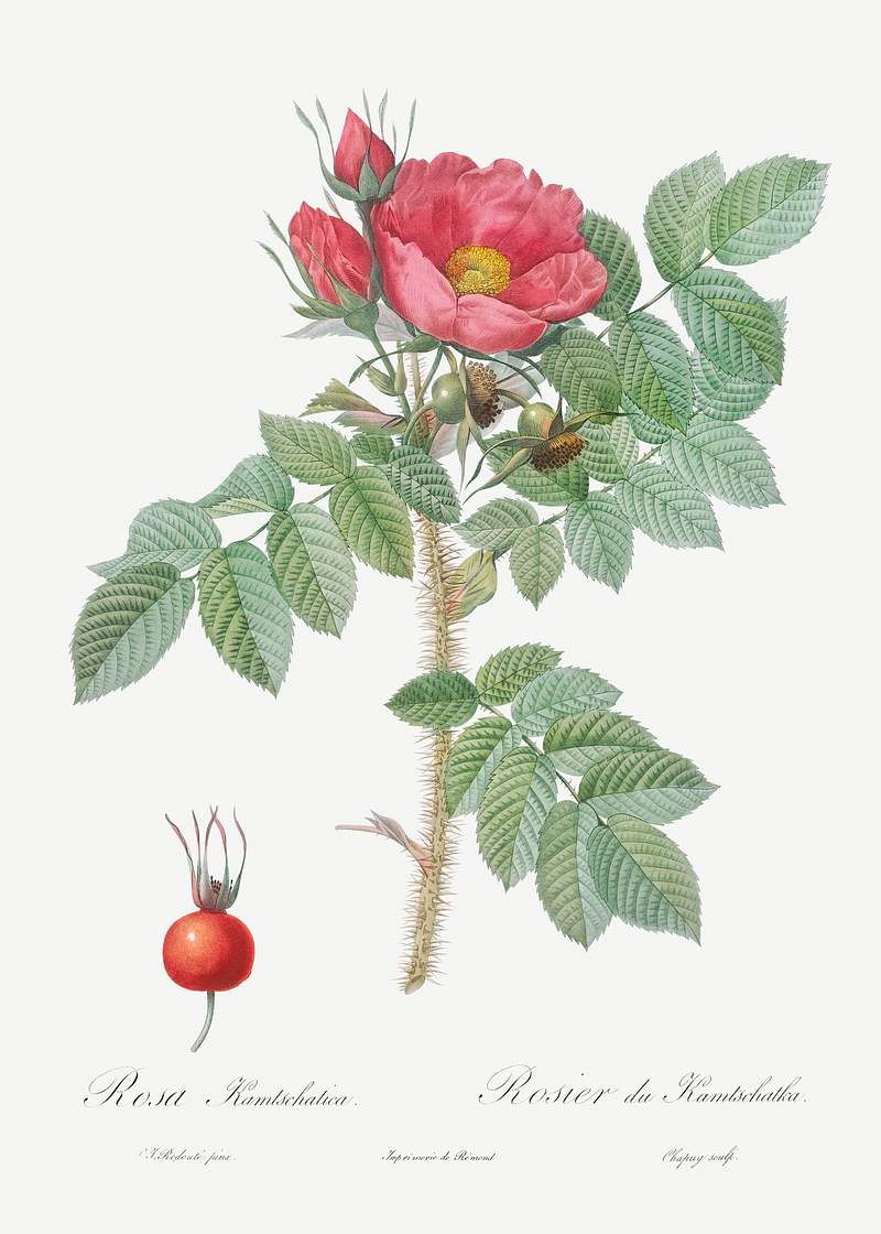Kamtschatka Rose, Rosa kamtschatica from Les Roses (1817–1824) by Pierre-Joseph Redouté. Original from the…