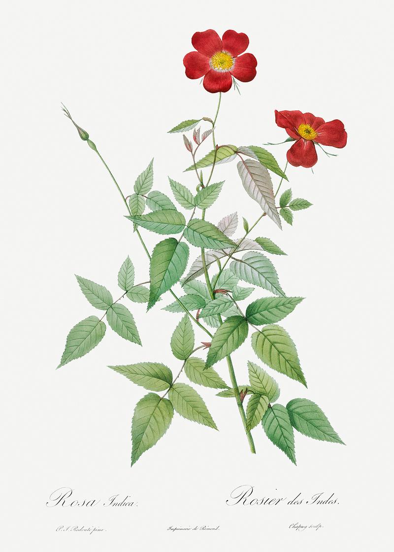 Blooming red rosebush Rose, also known as Rosebush (Rosa indica) from Les Roses (1817–1824) by Pierre-Joseph Redouté. Original from…
