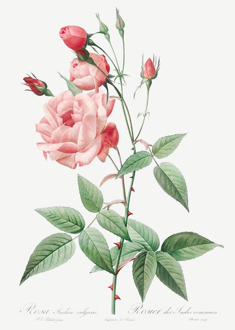 Old Blush China, also known as Common Rose of India (Rosa Indica Vulgaris) from Les Roses (1817–1824) by Pierre-Joseph…