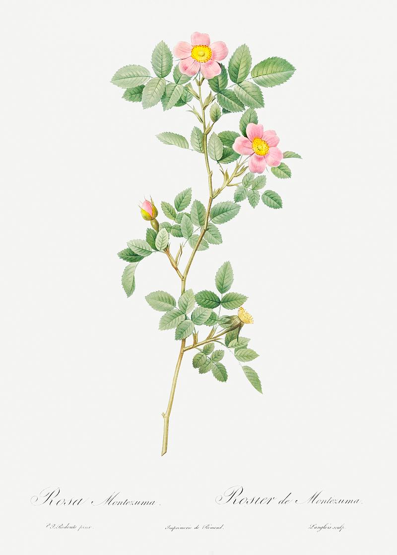 Blooming pink roses Montezuma Rose from Les Roses (1817–1824) by Pierre-Joseph Redouté. Original from the Library of Congress.…