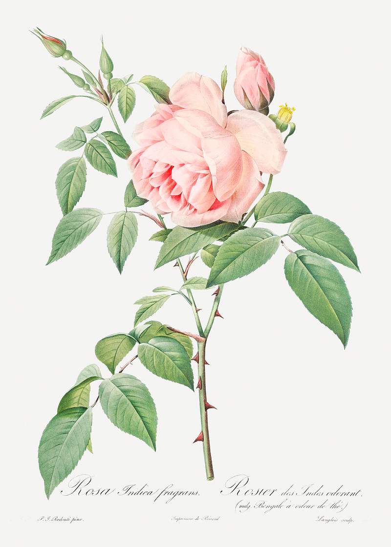 Rosa indica fragrans, also known as Fragrant Rosebush from Les Roses (1817–1824) by Pierre-Joseph Redouté.…