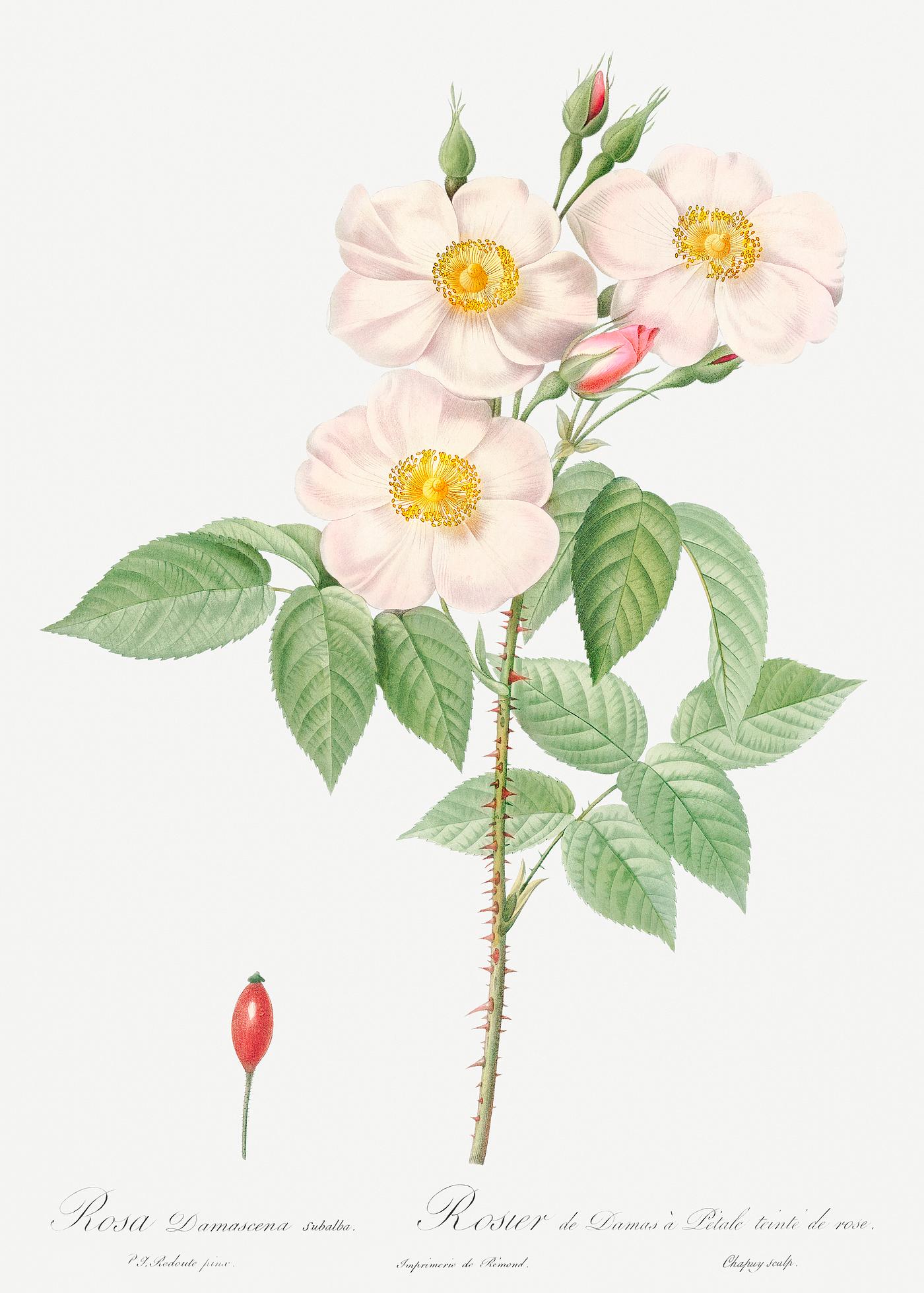 Damask Rose, also known as Rosewood Rose Petal (Rosa damascena) from Les Roses (1817–1824) by Pierre-Joseph Redout... Damask Rose, also known as Rosewood Rose Petal (Rosa damascena) from Les Roses (1817–1824) by Pierre-Joseph Redout...