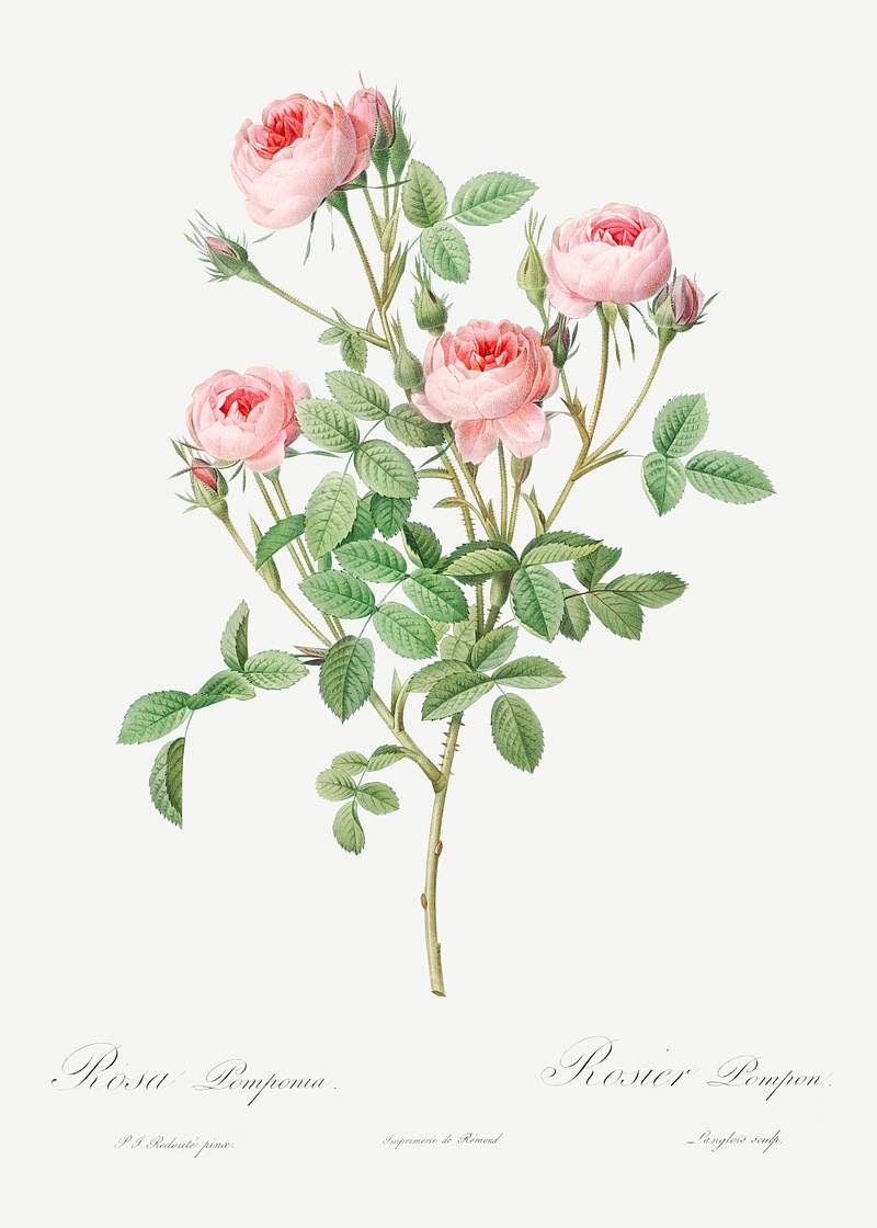 Burgundian Rose, Rosa pomponia from Les Roses (1817–1824) by Pierre-Joseph Redouté. Original from the Library of…