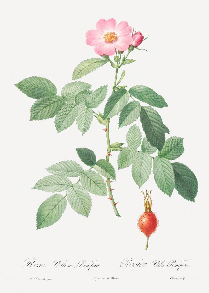 Pink apple rose The Apple Rose, Rosa villosa from Les Roses (1817–1824) by Pierre-Joseph Redouté. Original from the Library of…