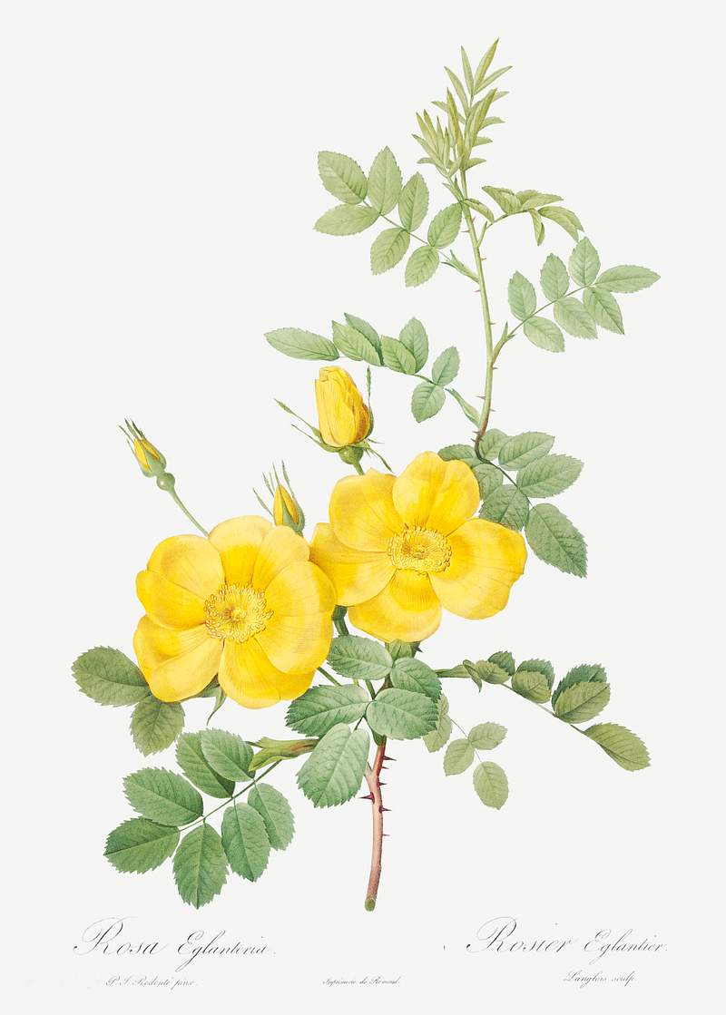 Sweetbriar Rose, Rosa rubignosa from Les Roses (1817–1824) by Pierre-Joseph Redouté. Original from the Library…