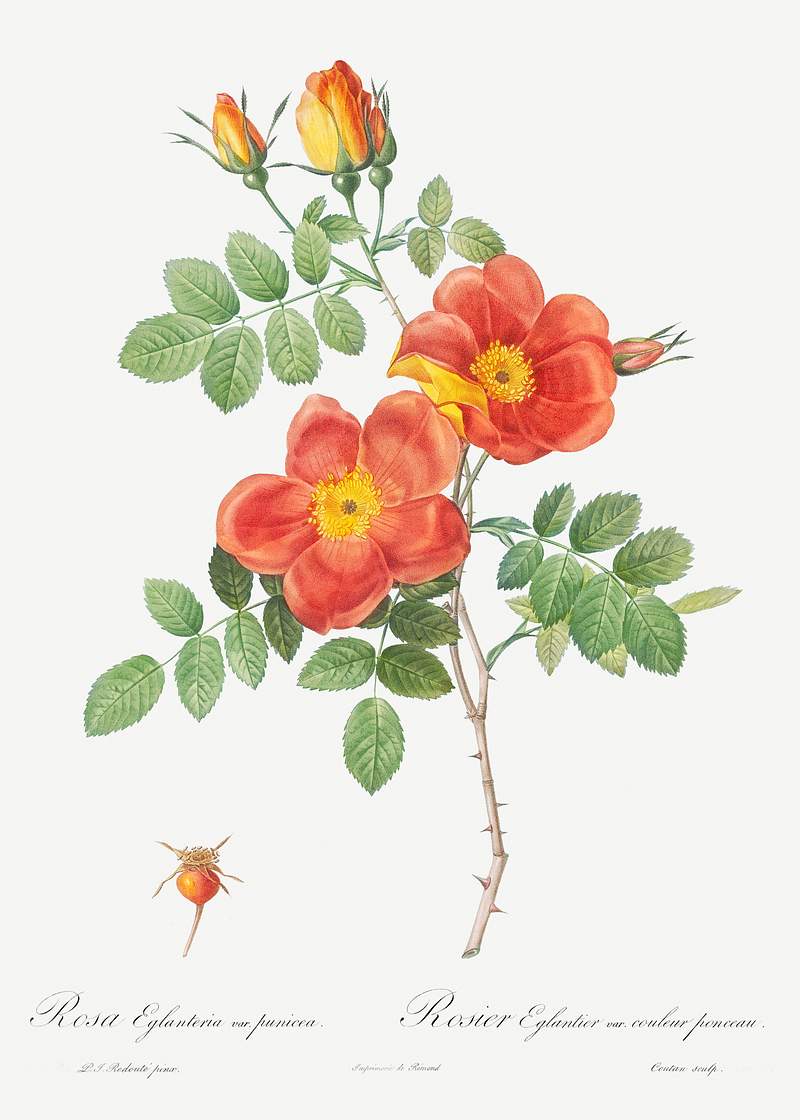 Austrian Copper Rose, Rosa eglanteria var. punicea from Les Roses (1817–1824) by Pierre-Joseph Redouté. Original…