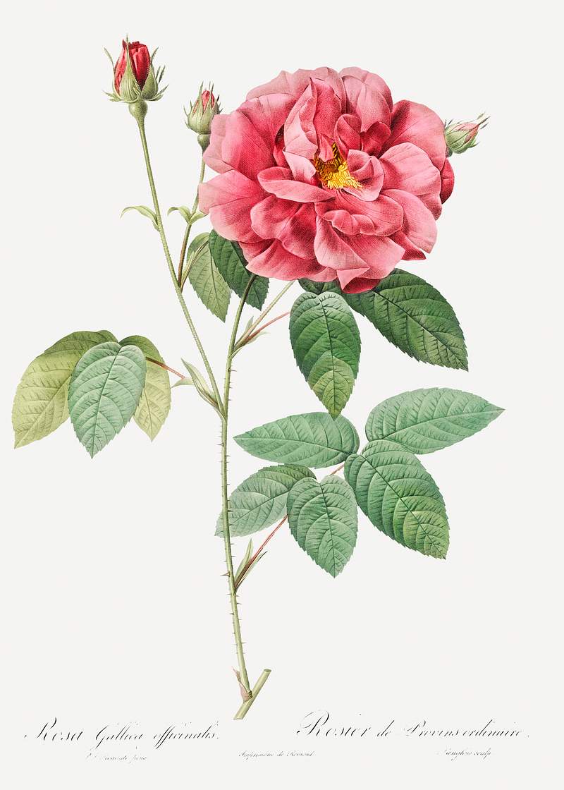 French Rose, also known as Ordinary Provins Rosebush (Rosa galluca offuenalis) from Les Roses (1817–1824) by Pierre…