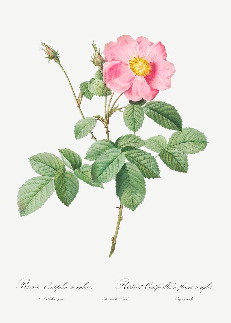 Single-Flowered Cabbage Rose, Rosa centifolia simplex from Les Roses (1817–1824) by Pierre-Joseph Redouté.…