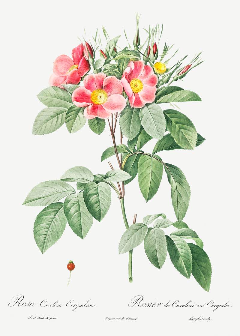 Pasture Rose, also known as Highbush Carolina Rosebush (Rosa Carolina coryinbosa) from Les Roses (1817–1824) by Pierre…