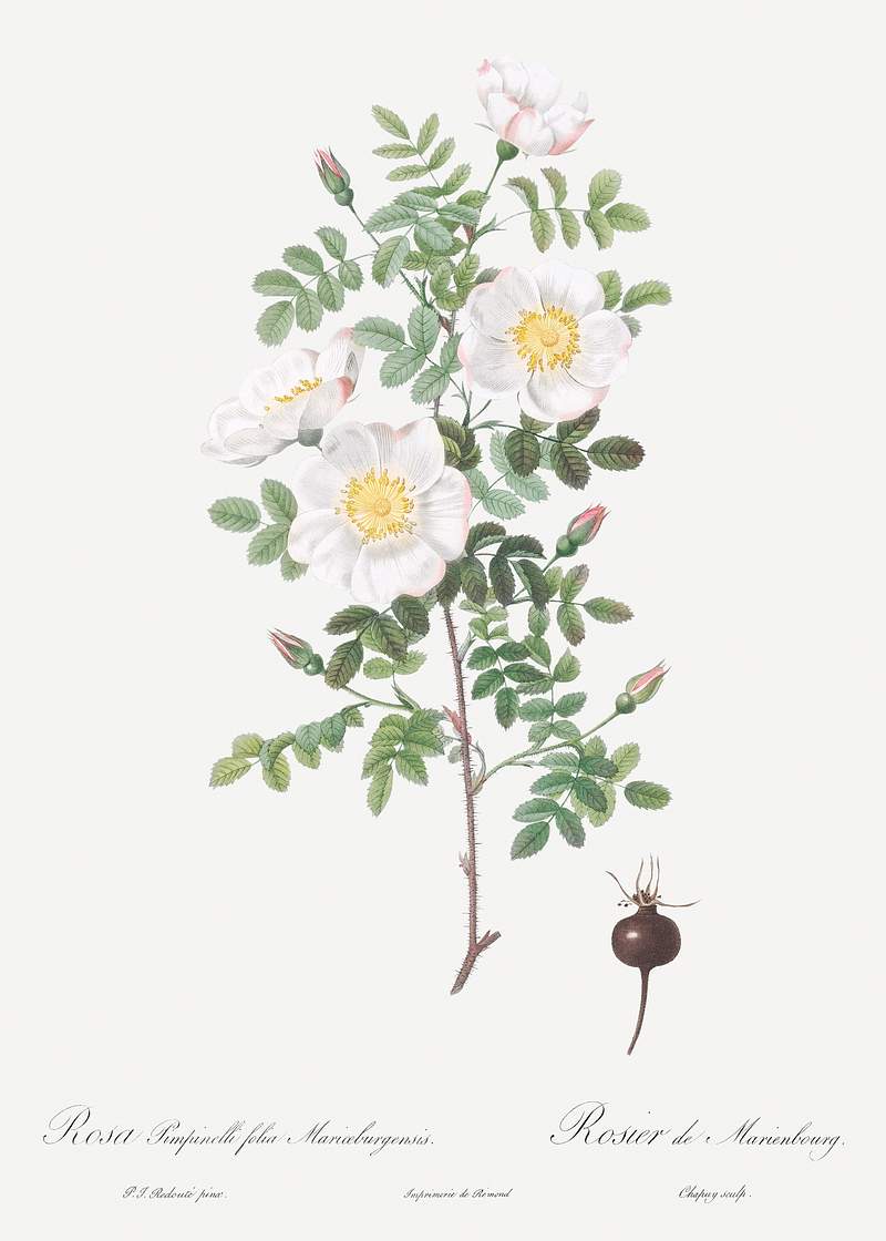 Burnet Rose, Rosa pimpinellifolia from Les Roses (1817–1824) by Pierre-Joseph Redouté. Original from the Library…