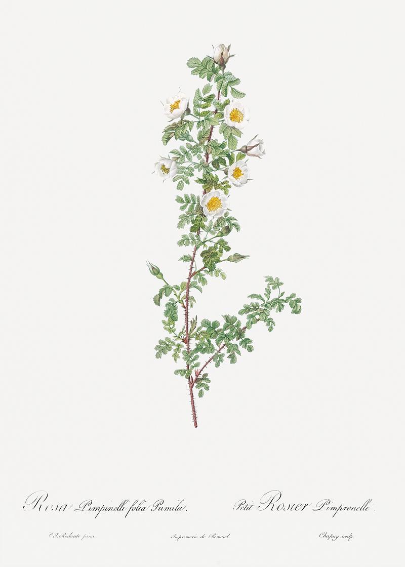 White burnet roses Burnet Rose, Rosa pimpinellifolia pumila from Les Roses (1817–1824) by Pierre-Joseph Redouté. Original from the…