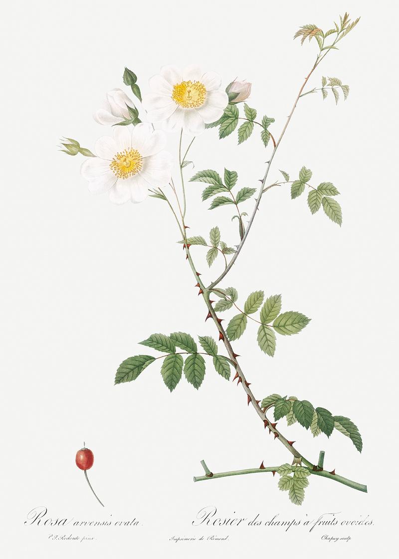 White field roses Field Rose, also known as Rosebush with Ovoid Fruits (Rosa arvensis ovata) from Les Roses (1817–1824) by Pierre-Joseph…