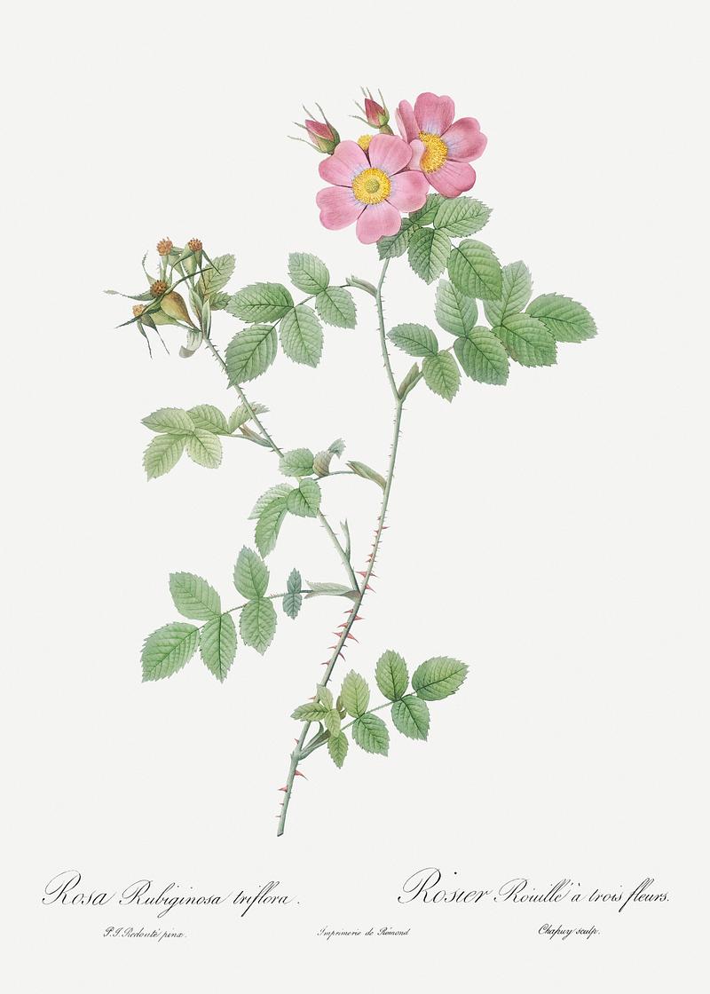 Pink sweetbriar roses Sweetbriar, also known as Rusty Rose with Three Flowers (Rosa rubiginosa triflora) from Les Roses (1817–1824) by Pierre…