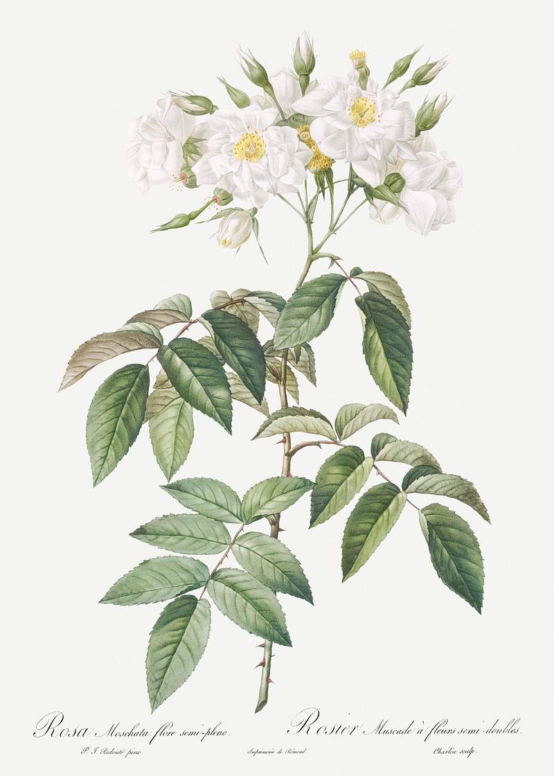Musk rose, Rosa moschata flore semi pleno from Les Roses (1817–1824) by Pierre-Joseph Redouté. Original from the…