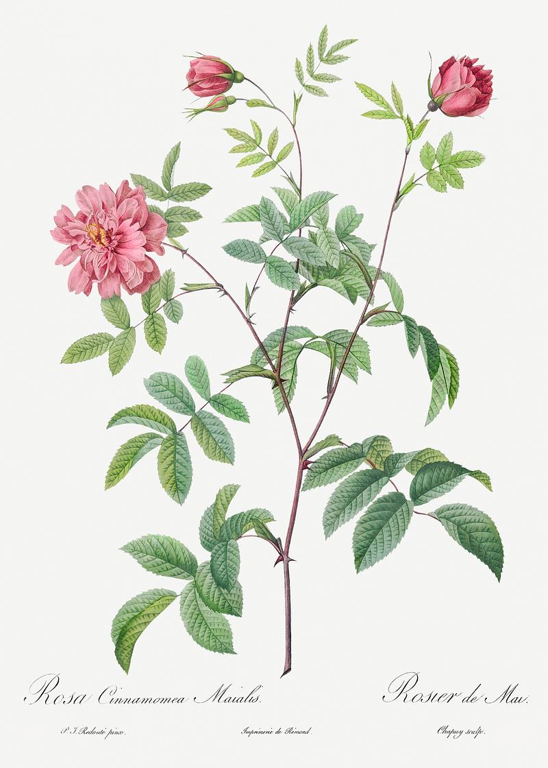 Vintage cinnamon rose poster Cinnamon Rose, also known as Rose of May (Rosa cinnamomea maialis) from Les Roses (1817–1824) by Pierre-Joseph…