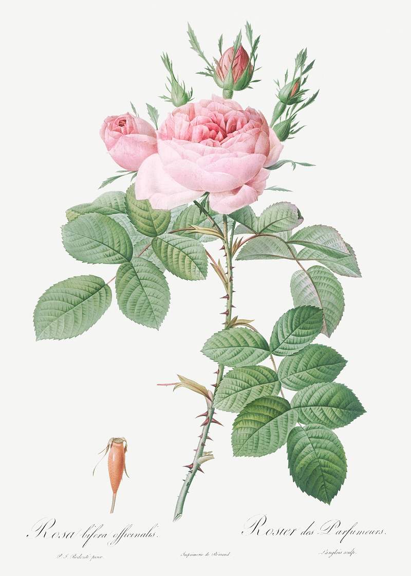 Rosa bifera officinalis, also known as Rose of Perfume from Les Roses (1817–1824) by Pierre-Joseph Redouté.…