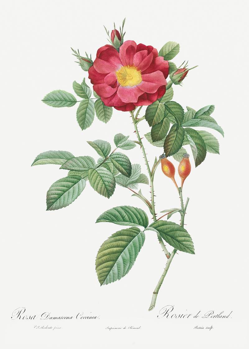 Red Portland Rose, Rosa damascena coccinea from Les Roses (1817–1824) by Pierre-Joseph Redouté. Original from…