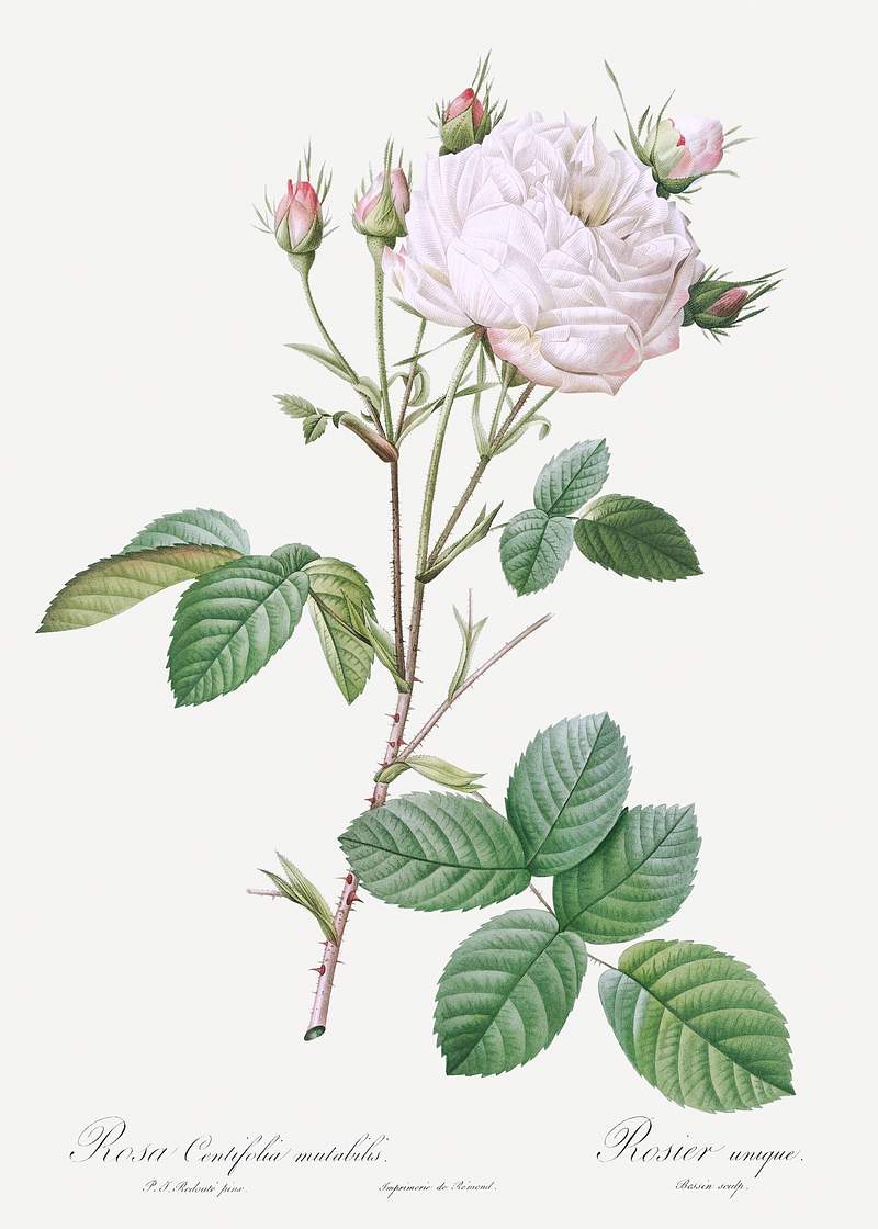 Cabbage Rose White Provence also known as Unique Blance (Rosa centifolia mutabilis) from Les Roses (1817–1824) by…