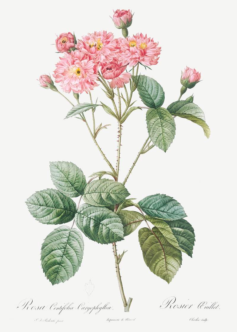 Carnation Petalled Variety of Cabbage Rose also known as Rose bush (Rosa Centifolia Caryophyllea) from Les Roses…