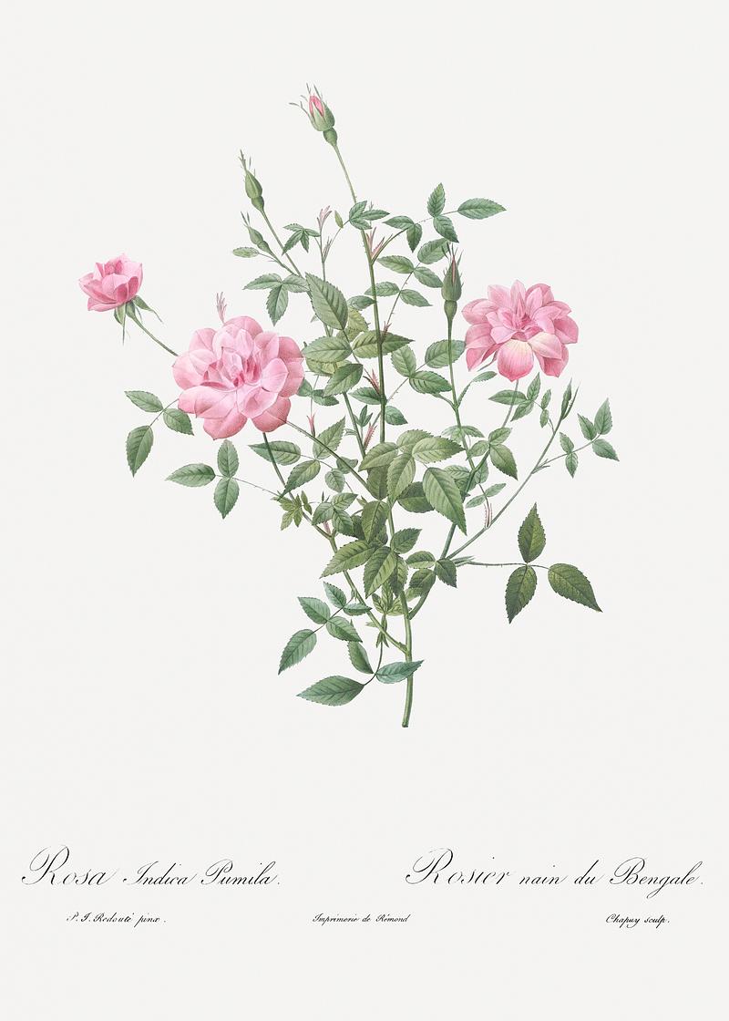 Vintage dwarf rosebush poster Double Miniature Rose, also known as Dwarf Rosebush (Rosa indica pumila) from Les Roses (1817–1824) by Pierre-Joseph…