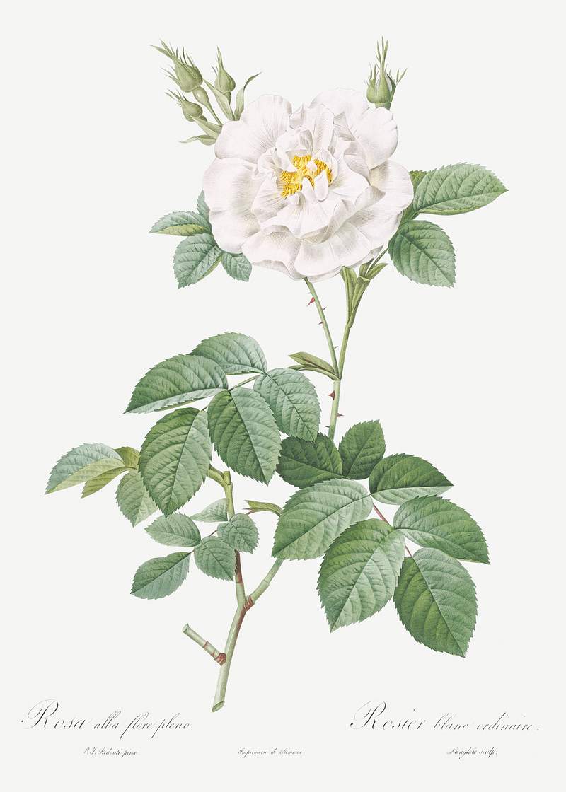 Rosa alba flore pleno, also known as Ordinary White Rose from Les Roses (1817–1824) by Pierre-Joseph Redouté.…