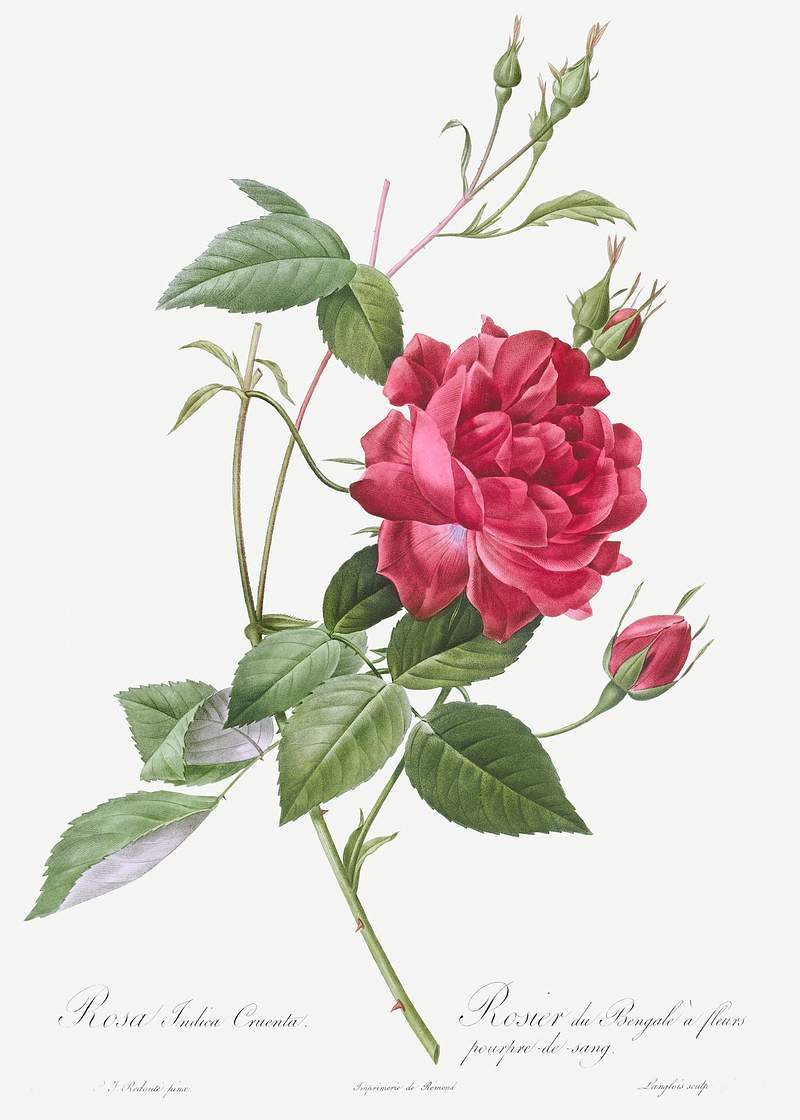 Blood-Red Bengal Rose, Rosa indica cruneta from Les Roses (1817–1824) by Pierre-Joseph Redouté. Original from…