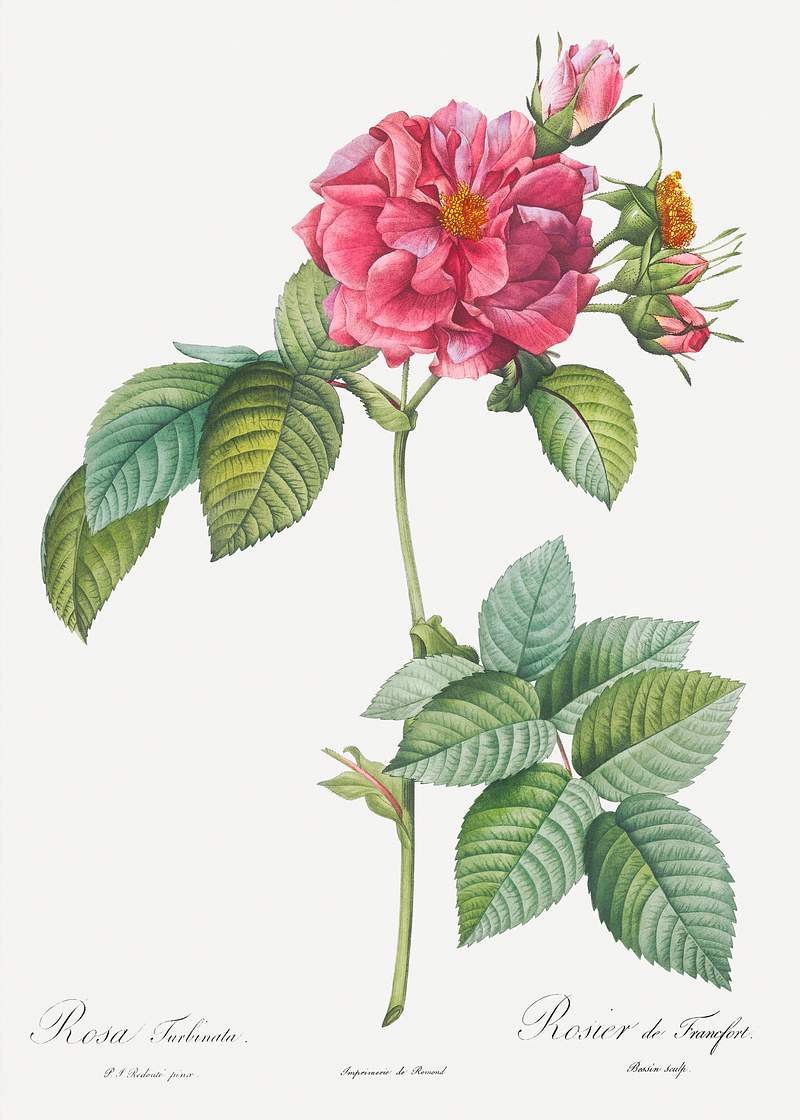 Rosa turbinata, also known as Rose of Frankfurt from Les Roses (1817–1824) by Pierre-Joseph Redouté. Original…