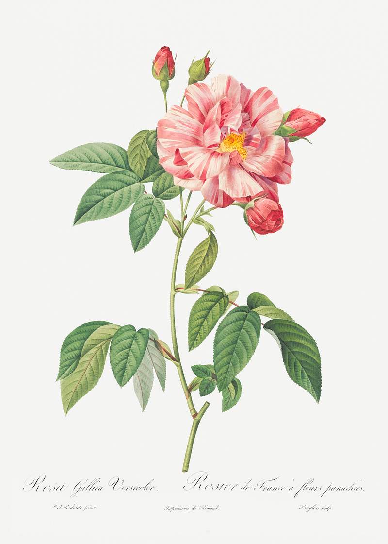Rosa Mundi, French Rosebush with Varigated Flowers (Rosa gallica versicolor) from Les Roses (1817–1824) by Pierre…