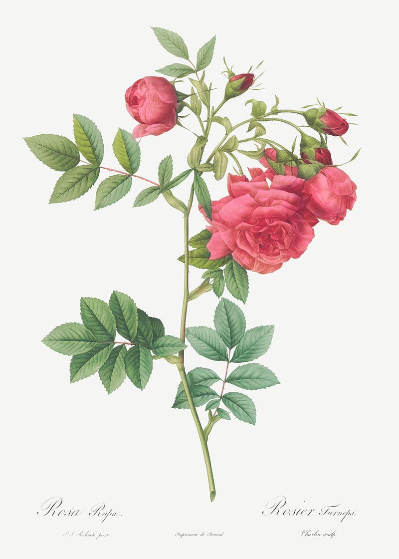 Turnip Roses, Rosa rapa from Les Roses (1817–1824) by Pierre-Joseph Redouté. Original from the Library of…