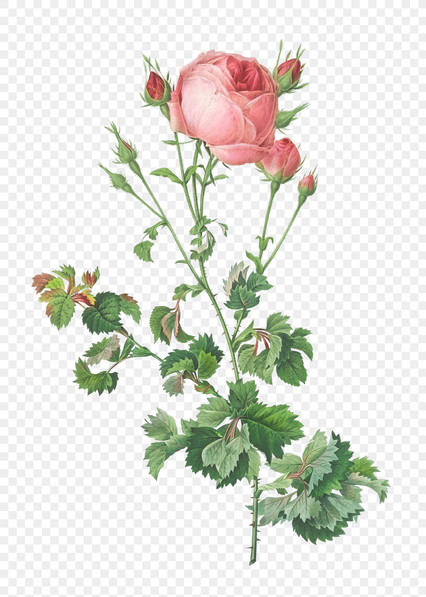Blooming pink rosebush | Free transparent png - 574377