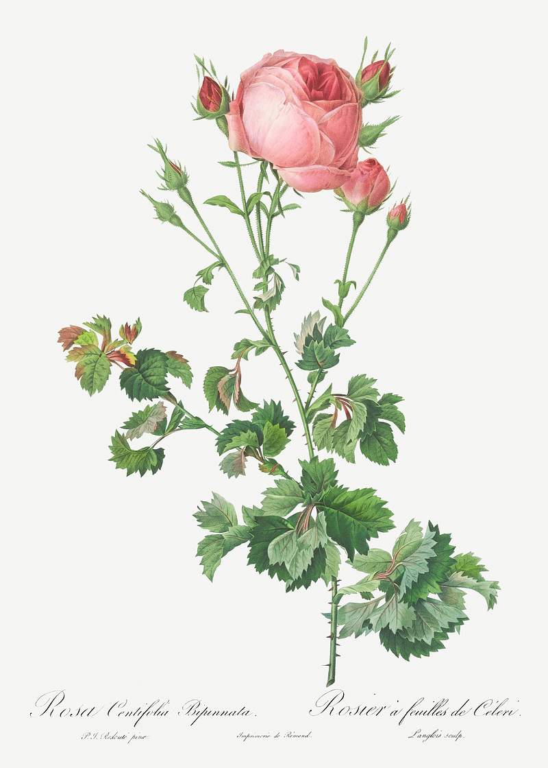 Celery-Leaved Variety of Cabbage Rose, Rosa centifolia bipinnata from Les Roses (1817–1824) by Pierre-Joseph…