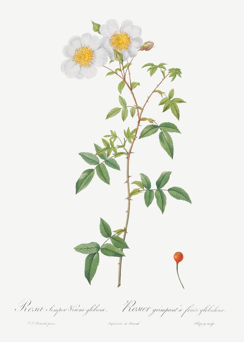 Rosa sempervirens also known as Climbing Rose with Globose Fruit (Rosa semper-virens globosa) from Les Roses…