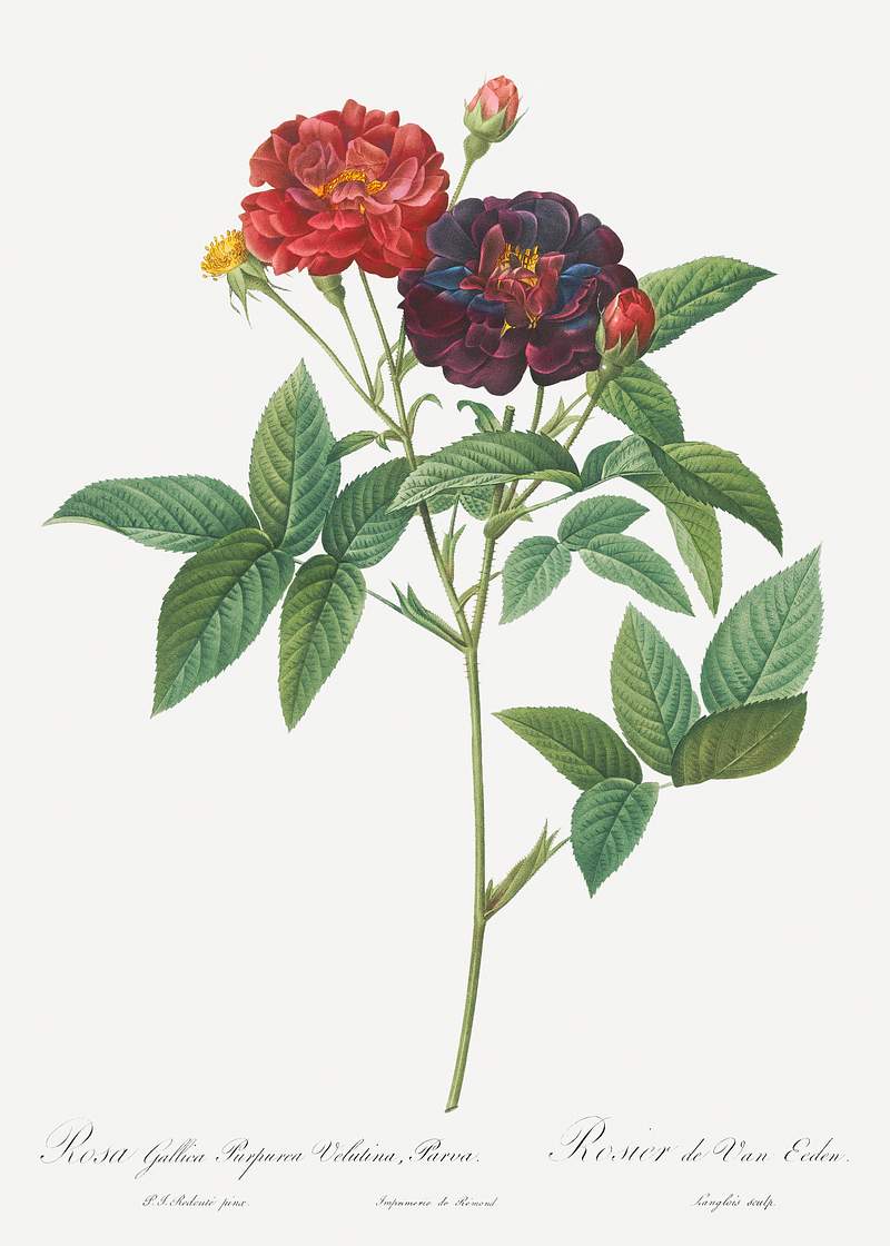 Rose of Van Eeden, Rosa gallica purpurea velutina, parva from Les Roses (1817–1824) by Pierre-Joseph Redouté.…