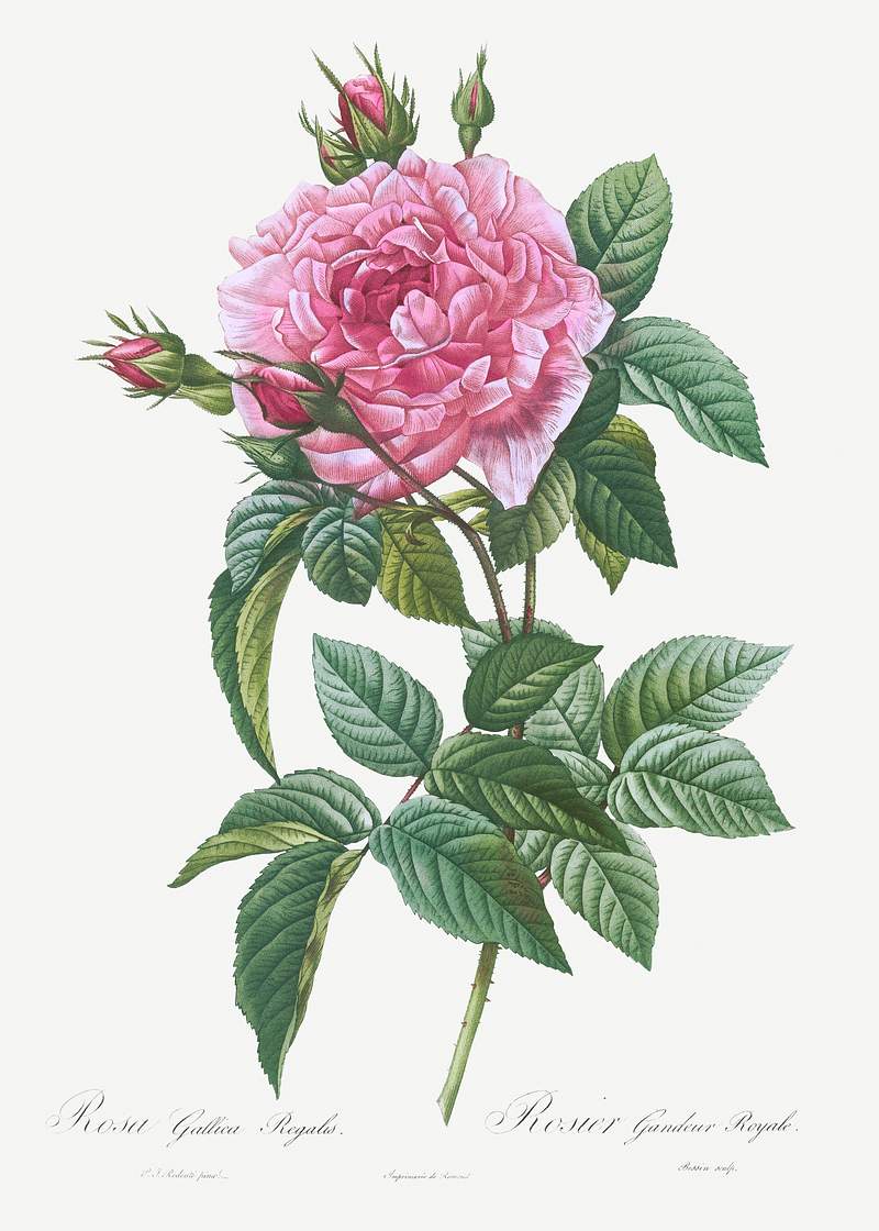 Gallic Rose, Rosa gallica regalis from Les Roses (1817–1824) by Pierre-Joseph Redouté. Original from the Library…