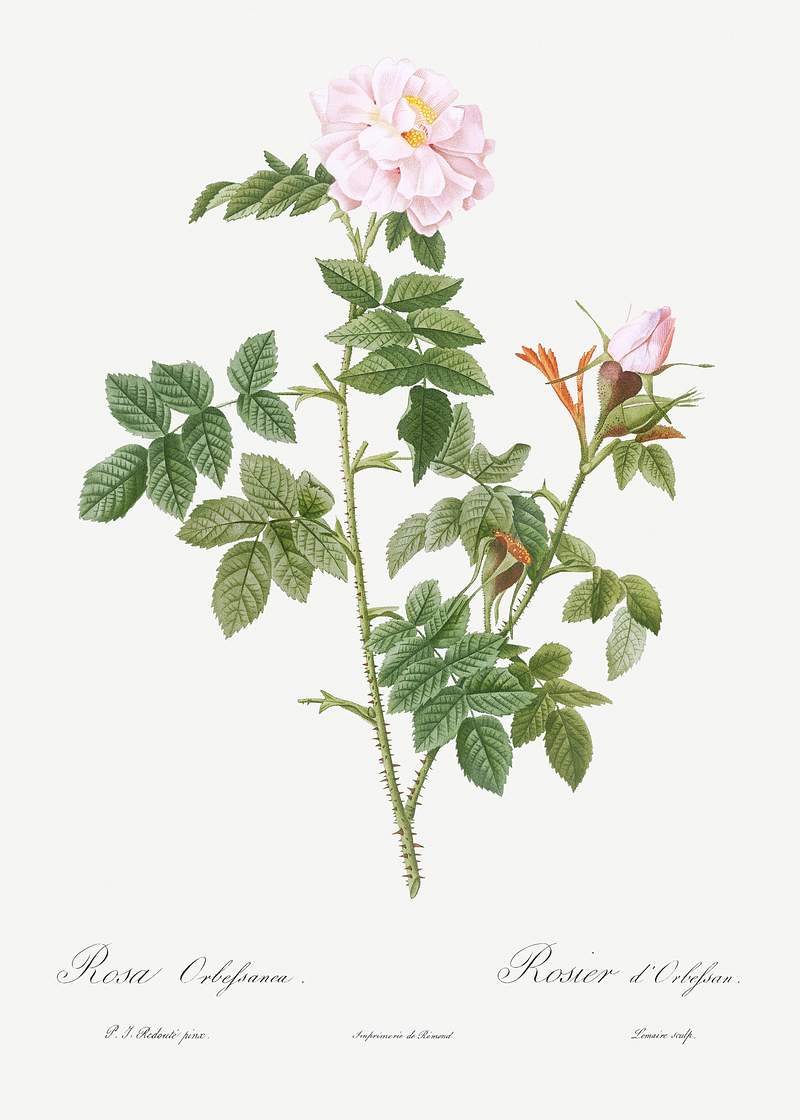 Pale pink flower, Rosa orbefsanea from Les Roses (1817–1824) by Pierre-Joseph Redouté. Original from the Library…