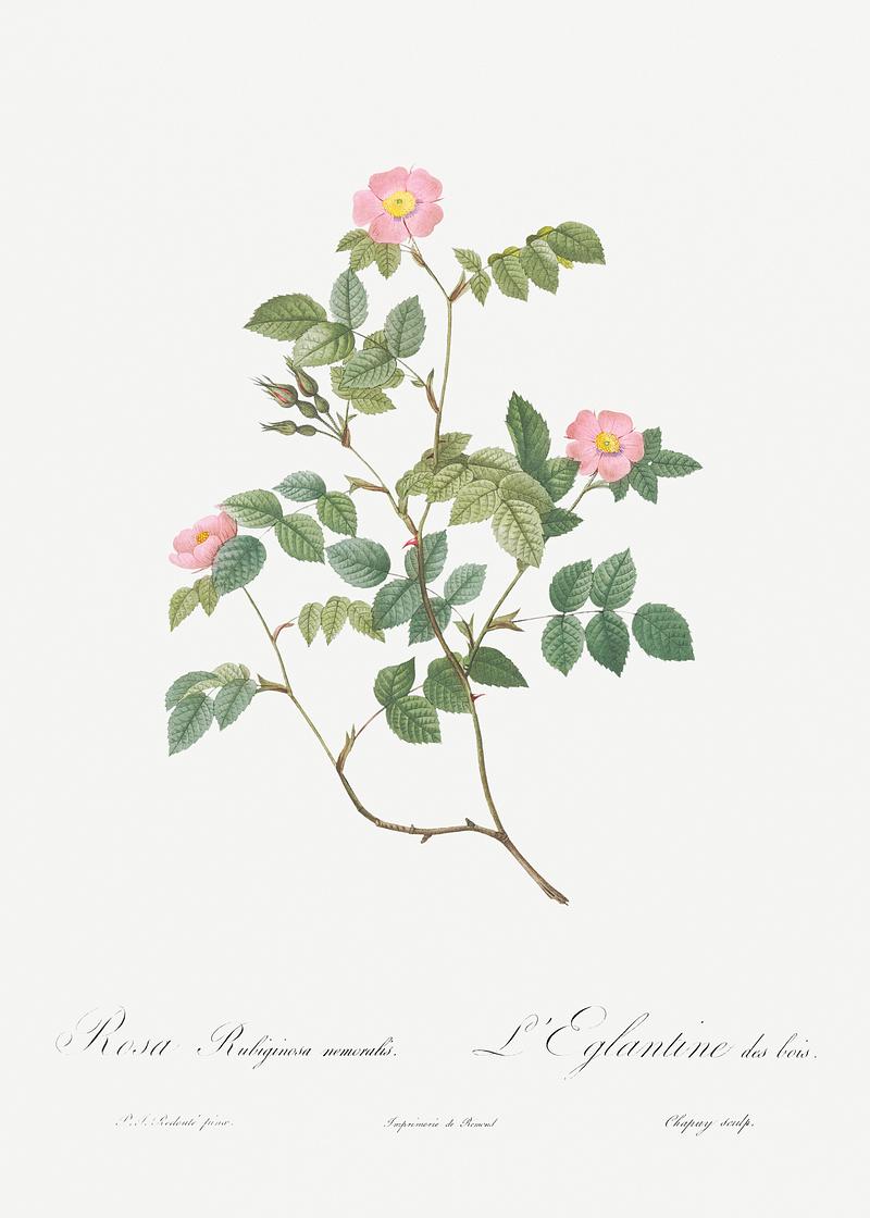 Blooming pink rosebush Eglantine also known as Wild Rosehips (Rosa rubiginosa nemoralis) from Les Roses (1817–1824) by Pierre-Joseph…