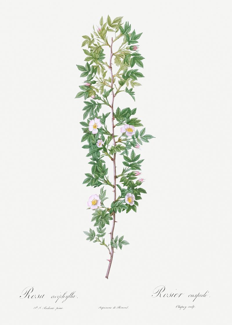 Vintage cuspidate rose poster Cuspidate Rose, Rosa aciphylla from Les Roses (1817–1824) by Pierre-Joseph Redouté. Original from the Library of…