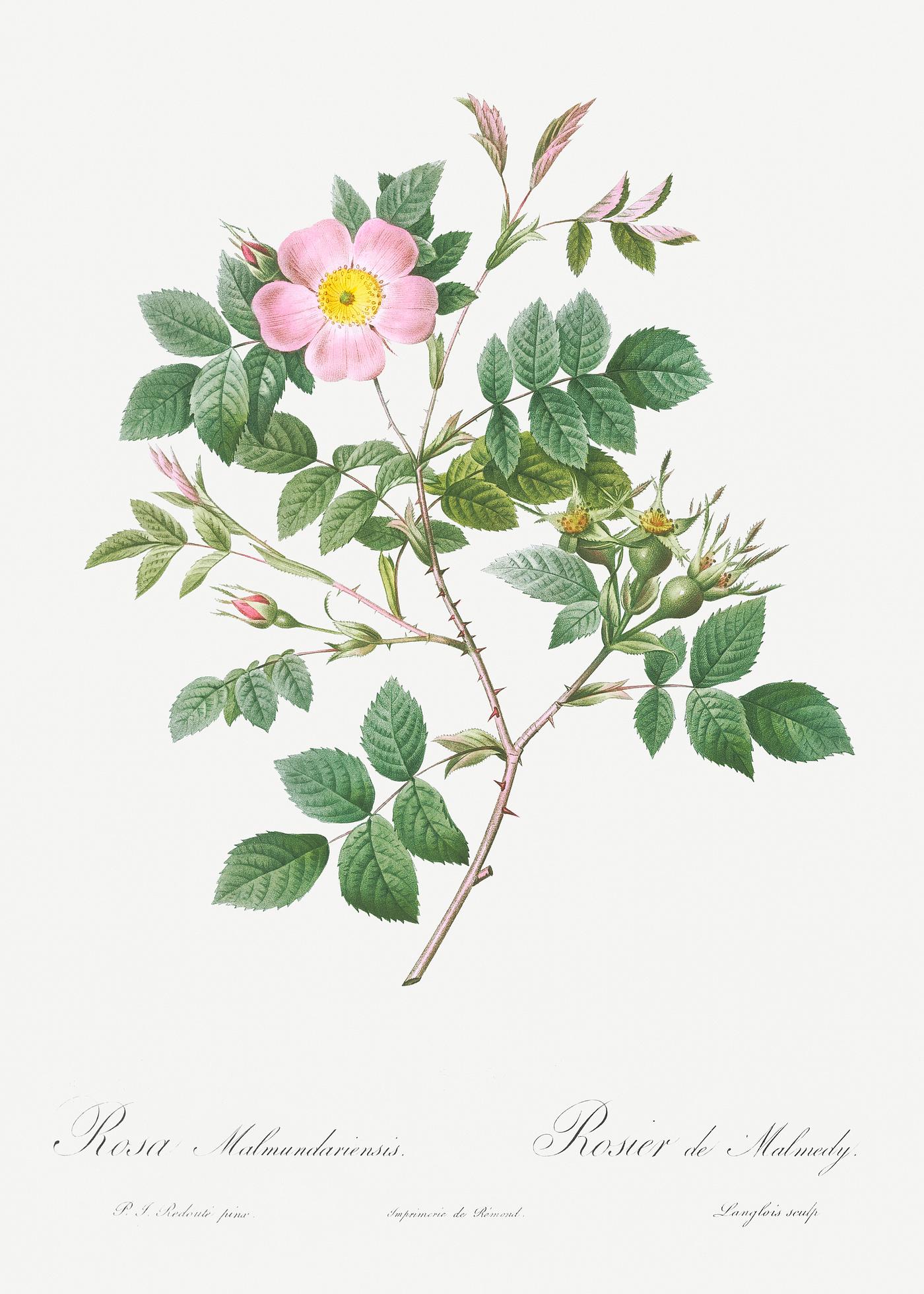 Malmedy Rose, Rosa Malmundariensis from Les Roses (1817–1824) by Pierre-Joseph Redouté. Original from the... Malmedy Rose, Rosa Malmundariensis from Les Roses (1817–1824) by Pierre-Joseph Redouté. Original from the...