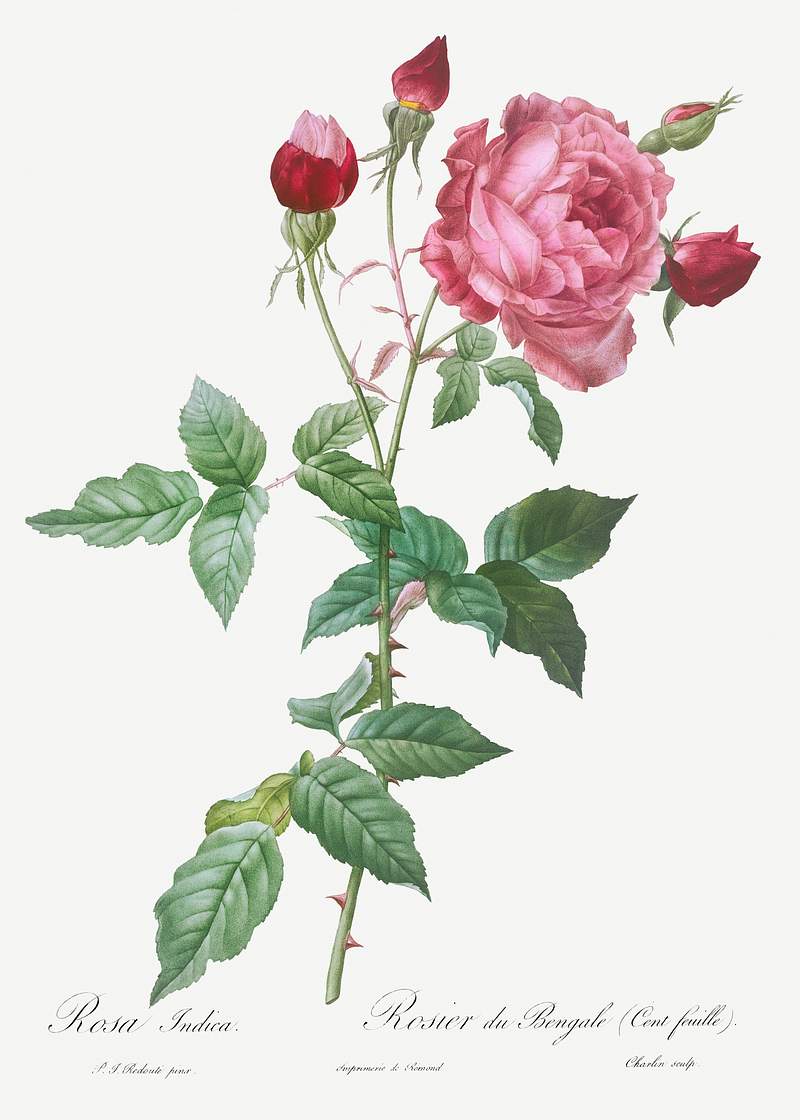 Provence Rose, Rosa indica from Les Roses (1817–1824) by Pierre-Joseph Redouté. Original from the Library of…