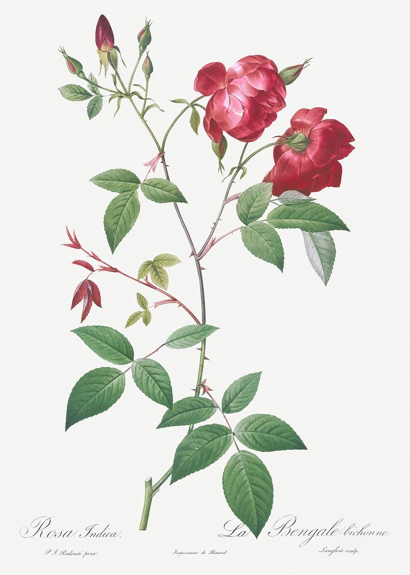 Velvet china rose in bloom Velvet China Rose, Rosa indica from Les Roses (1817–1824) by Pierre-Joseph Redouté. Original from the Library of…
