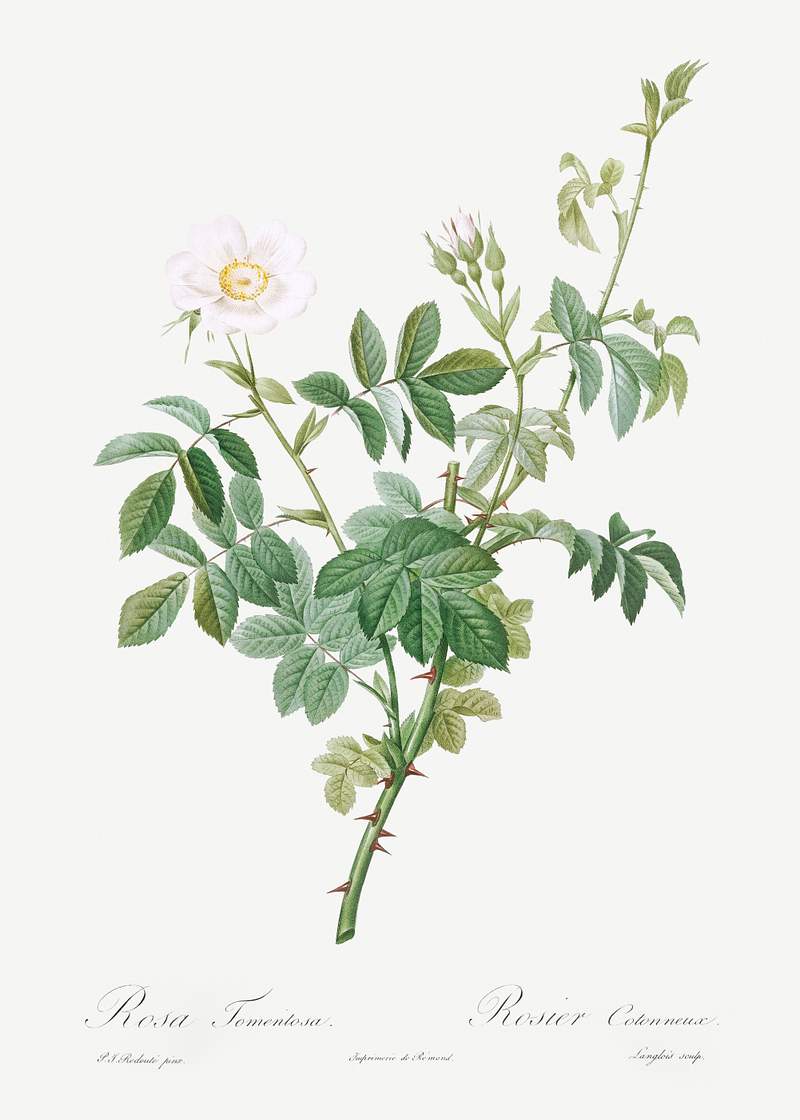 White Downy Rose, also known as Cottony Rose (Rosa tomentosa) from Les Roses (1817–1824) by Pierre-Joseph…