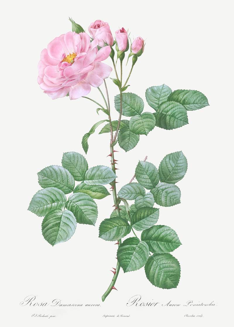 Aurora Poniatowska, Rosa damascena aurora from Les Roses (1817–1824) by Pierre-Joseph Redouté. Original from the…