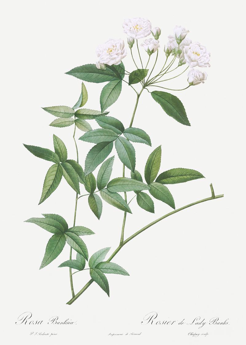 Vintage Lady Bank's rose Lady Bank's rose, Rosa banksiae from Les Roses (1817–1824) by Pierre-Joseph Redouté. Original from the Library…
