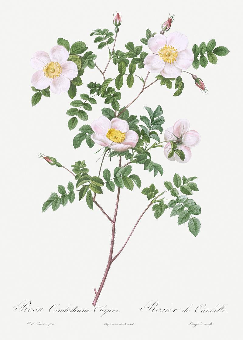 White candolle's rose De Candolle's white rose, also known as Rosier de Candolle (Rosa candolleana elegans) from Les Roses (1817–1824) by…