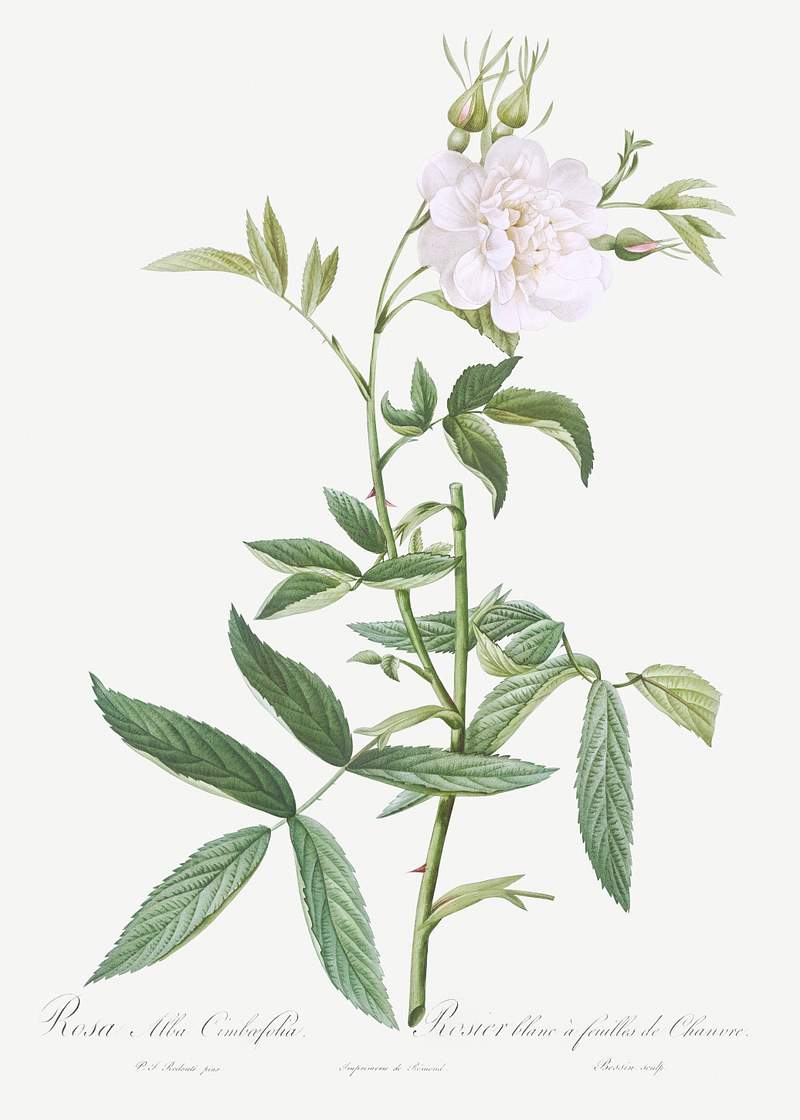 Rosa × alba, also known as White Rose with Hemp Leaves (Rosa alba cimboefolia) from Les Roses (1817–1824) by…