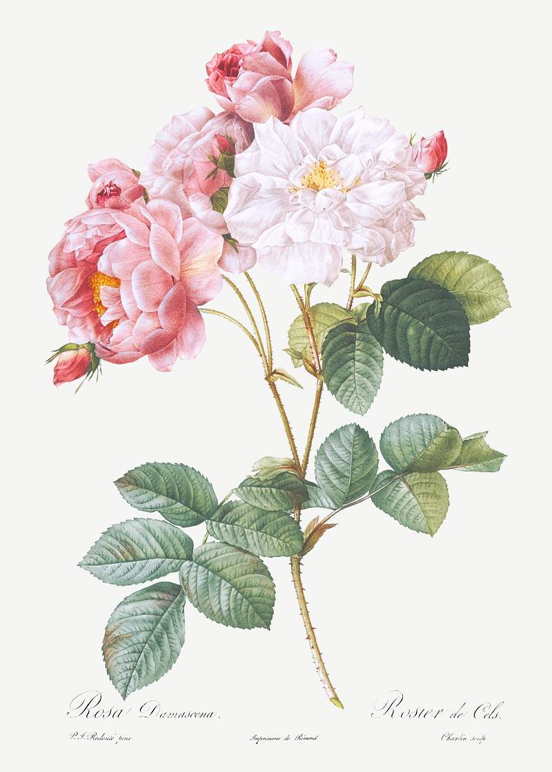 Rosa × damascena, Rosebush (Rosa damascena) from Les Roses (1817–1824) by Pierre-Joseph Redouté. Original…