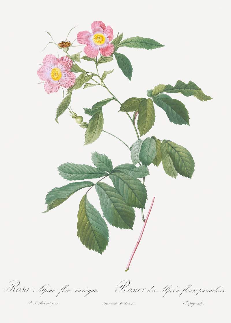 Variegated Alpine Rose, Rosa alpina flore variegato from Les Roses (1817–1824) by Pierre-Joseph Redouté.…